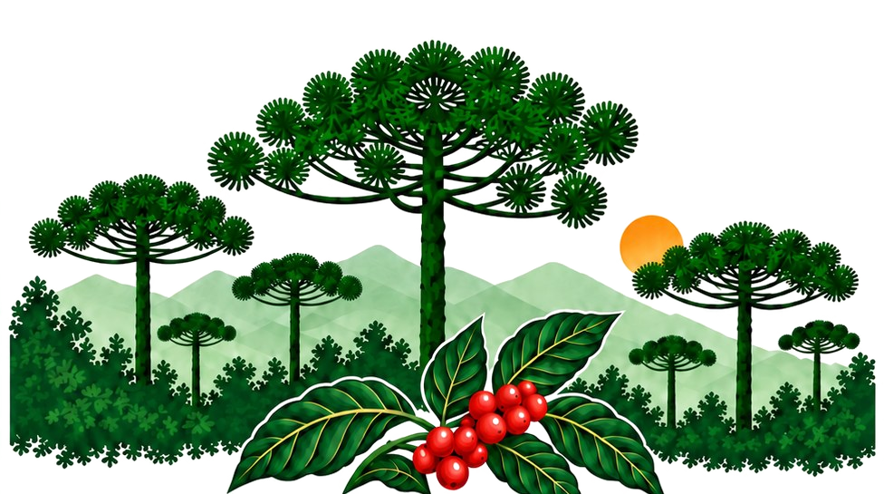 Araucárias e ramo de café com cerejas maduras